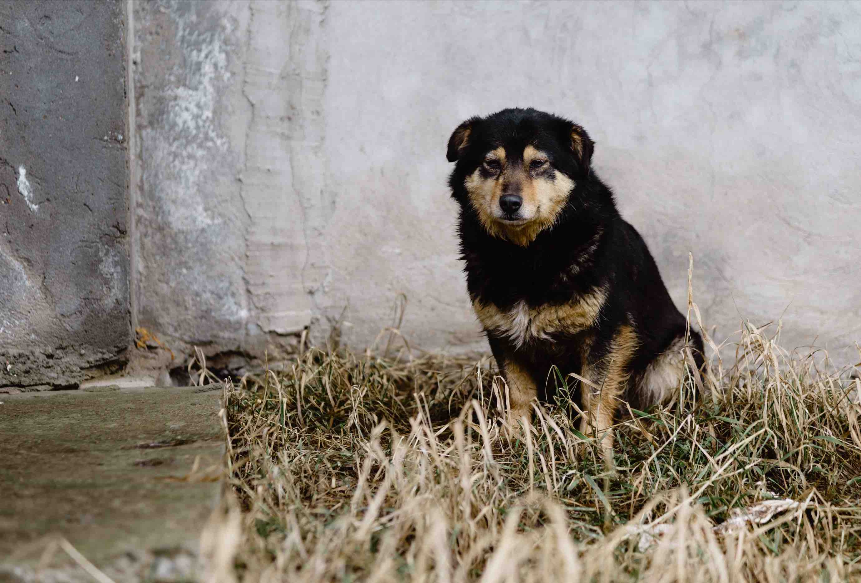 sit rencontre pour chien